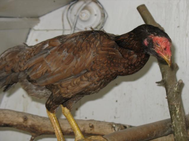 45894_thai_game_fowl_045.jpg