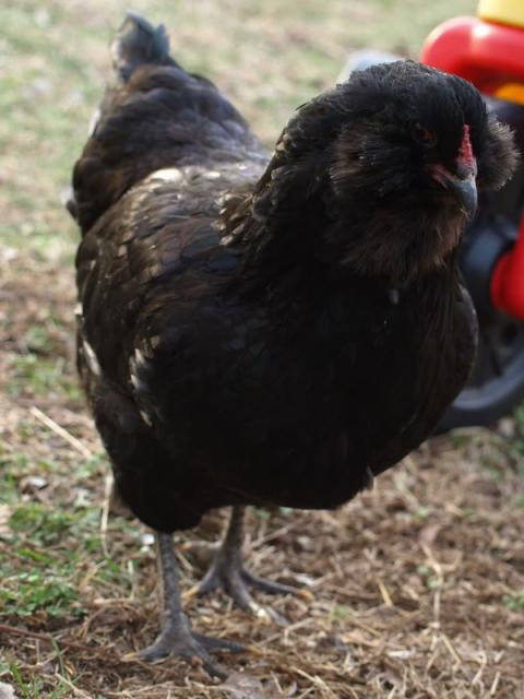 45915_black_ameraucana_from_grace.jpg