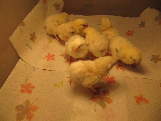 4593_1st_day_of_spring_snow_first_chicks_2010_016.jpg