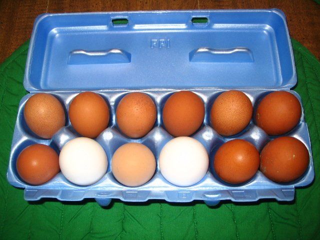 4593_eggs.jpg