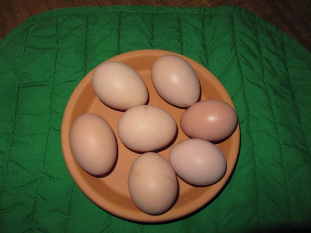 4593_eggs_004.jpg