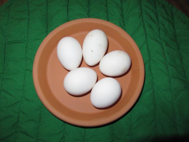 4593_eggs_005.jpg