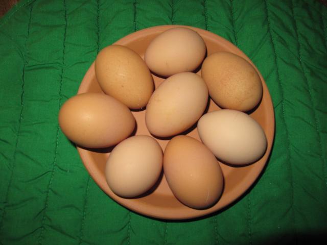 4593_eggs_006.jpg