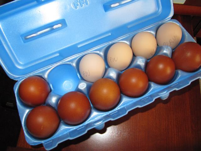 4593_wheaten_eggs_001.jpg