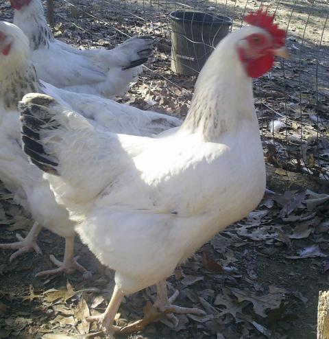 45943_chickens_018.jpg