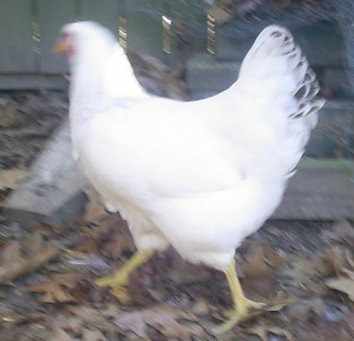 45943_chickens_038.jpg