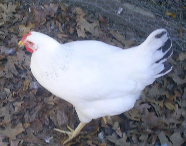 45943_chickens_041.jpg