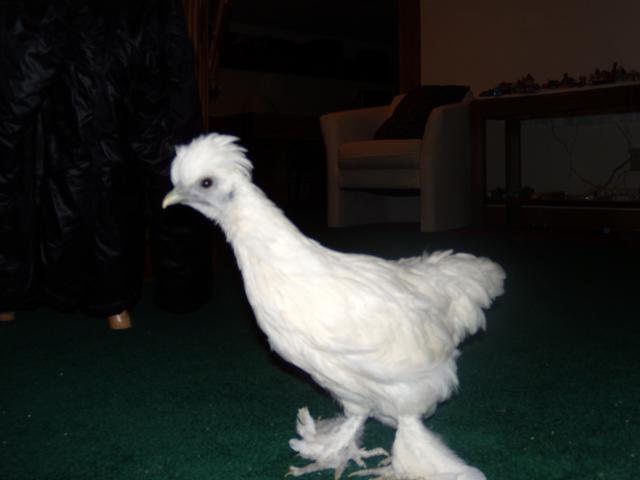 45955_dscn0499.jpg