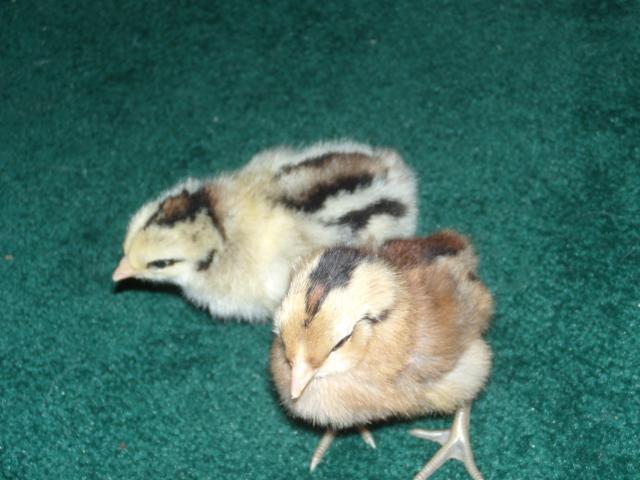 45955_dscn0529.jpg