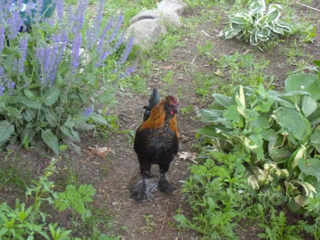 45955_dscn0645.jpg
