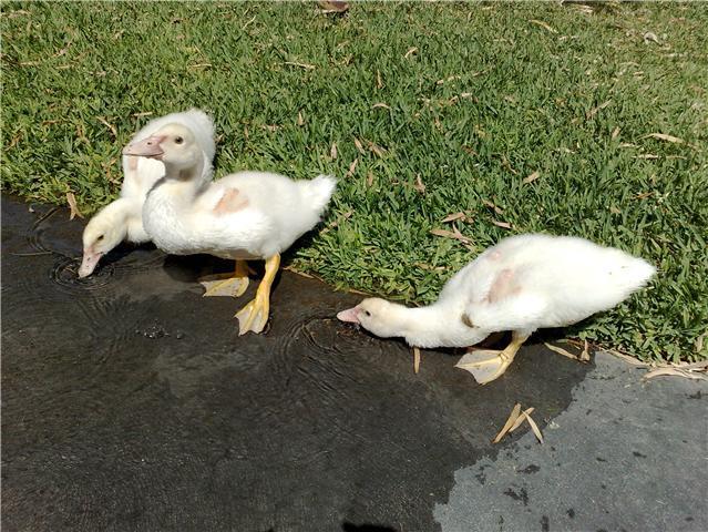 45978_ducks_together.jpg