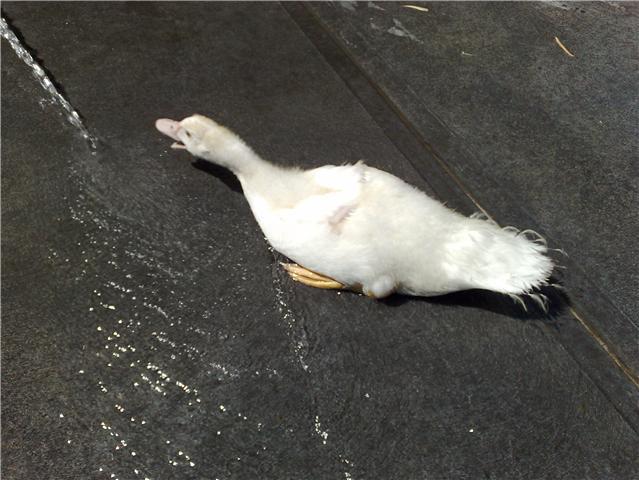 45978_snappy_duck.jpg