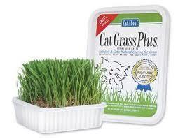 45995_catnip.jpg