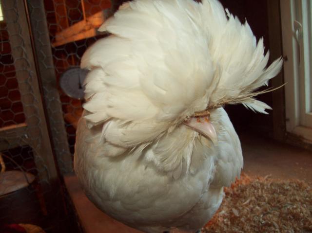 45995_iggy_and_olive_002.jpg