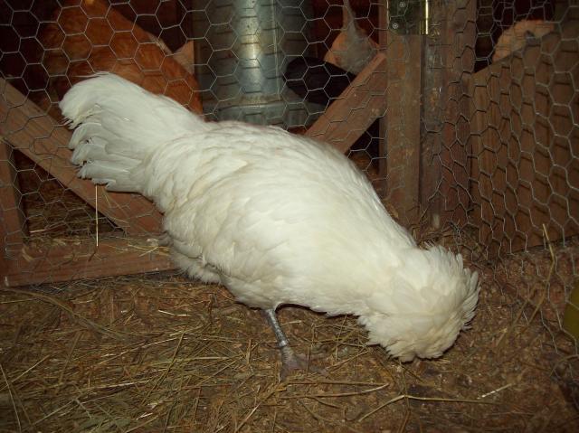 45995_iggy_and_olive_010.jpg