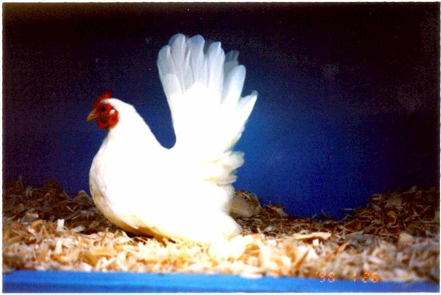 46007_my_white_hen.jpg