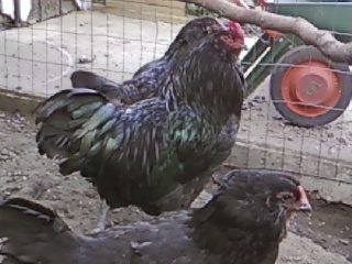 46025_07110906.jpg