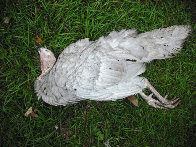 46025_dscf0770.jpg