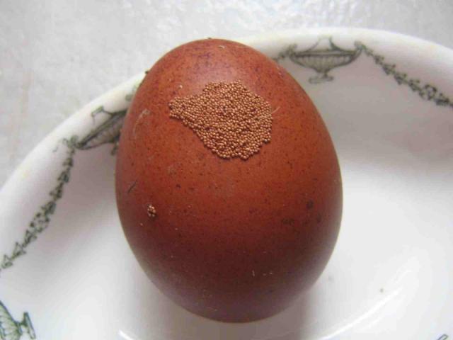 46039_marans_eggshell_abnormaility_low_res.jpg