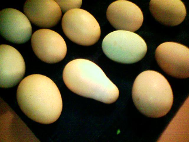 46059_egg_1.jpg