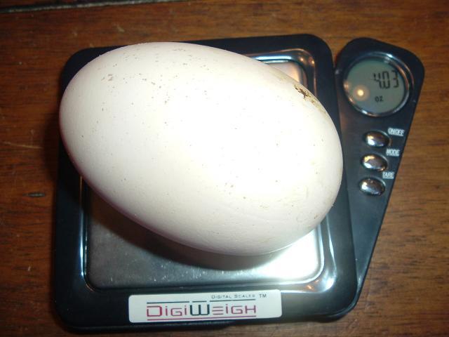 46124_biggest_egg_yet_002.jpg