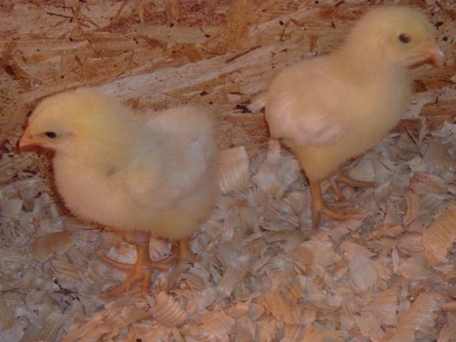 46124_chicks_march_23_003.jpg