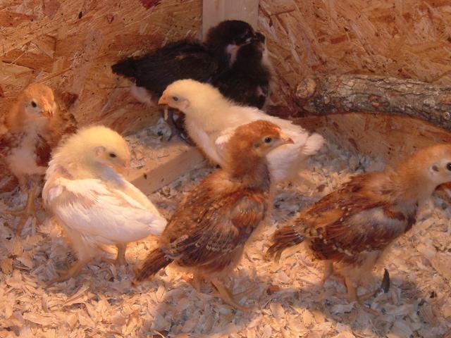 46124_chicks_march_30_004.jpg