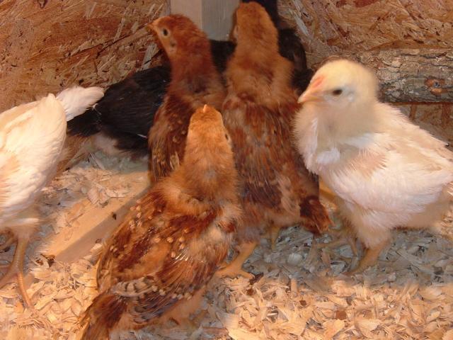 46124_chicks_march_30_011.jpg