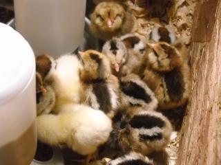 46124_easter_eggers_feb_26_036.jpg