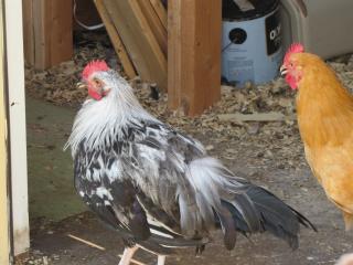 46136_worzel.jpg