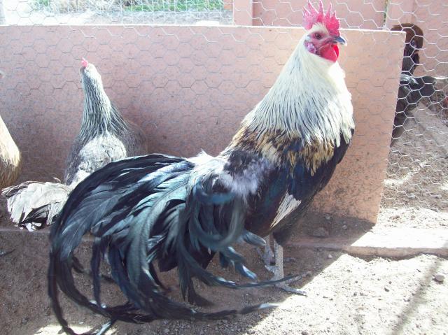 46163_phoenix_roo.jpg