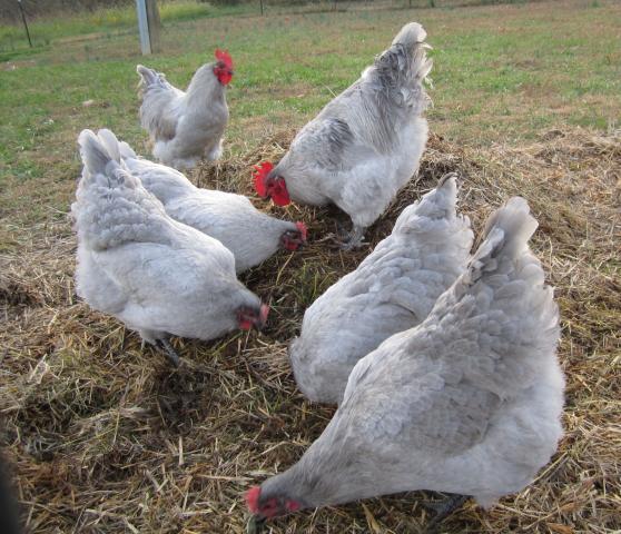 46167_resave_fall_2011_with_lavendar_chickens_november_4_092.jpg