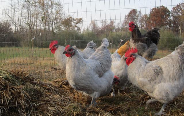 46167_resave_fall_2011_with_lavendar_chickens_november_4_139.jpg