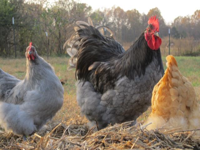 46167_resave_fall_2011_with_lavendar_chickens_november_4_168.jpg