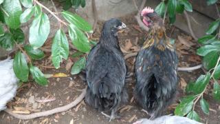 46172_marans_and_lavenders_03.jpg