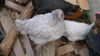 46172_marans_and_lavenders_11.jpg