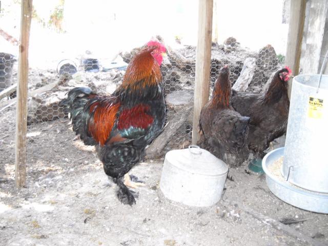 46190_chickens_august_2010_006.jpg