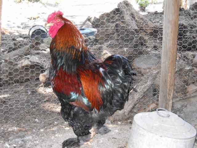 46190_chickens_august_2010_007.jpg