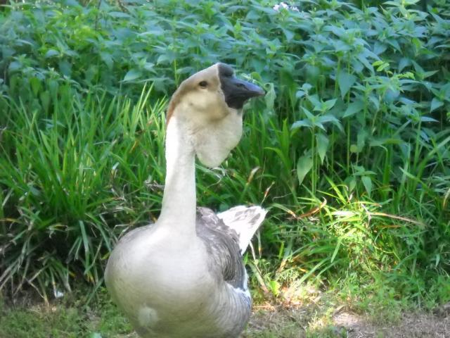 46190_chickens_august_2010_008.jpg
