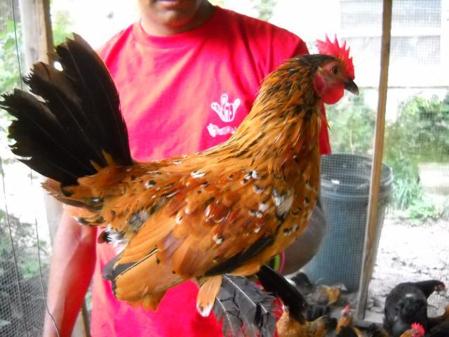 46190_chickens_august_2010_015.jpg