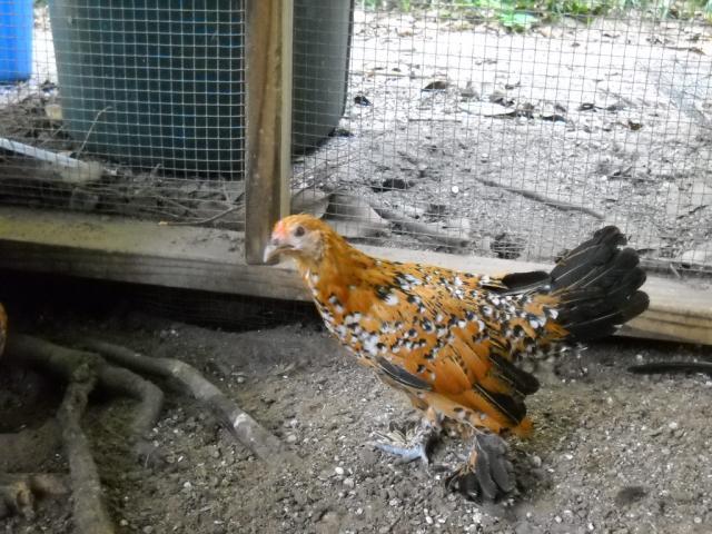 46190_chickens_august_2010_018.jpg