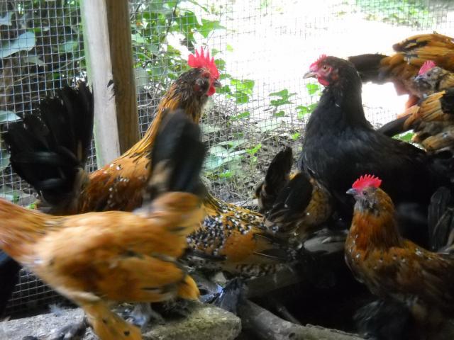 46190_chickens_august_2010_019.jpg