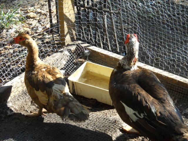 46190_chickens_august_2010_040.jpg