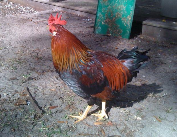 46275_rooster_2.jpg