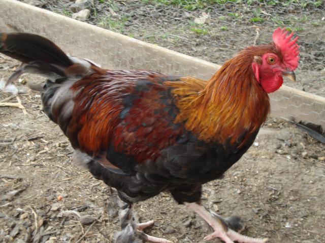46277_018.jpg