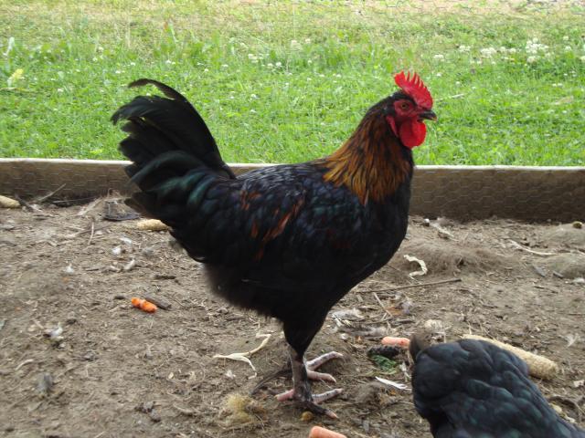 46277_019.jpg