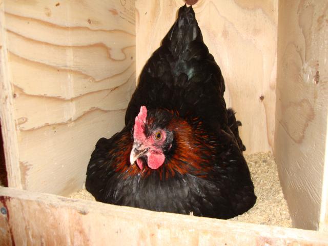 46277_chicken_pics_001.jpg