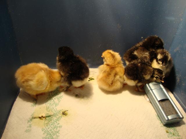 46277_chickens_018.jpg