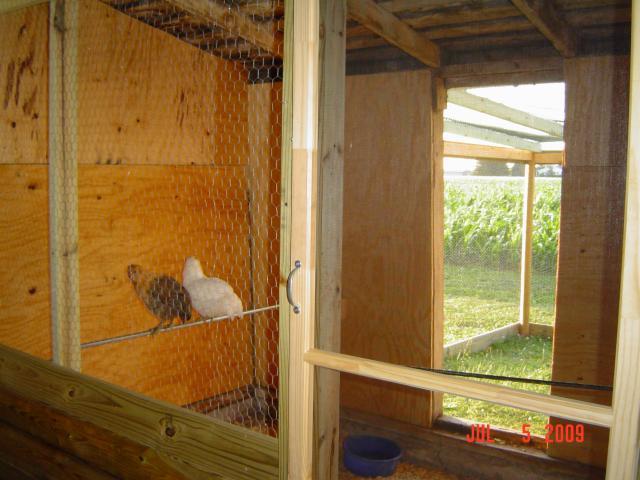 46277_chickens_127.jpg