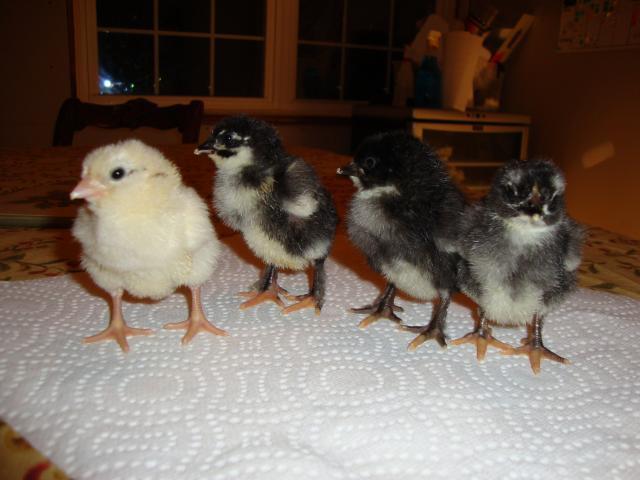 46277_chicks_004.jpg
